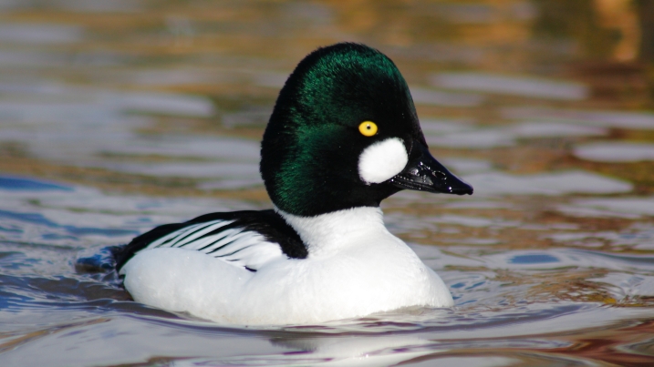 goldeneye dominic heard.jpg